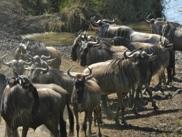 Seronera_and_Lobo2003-009